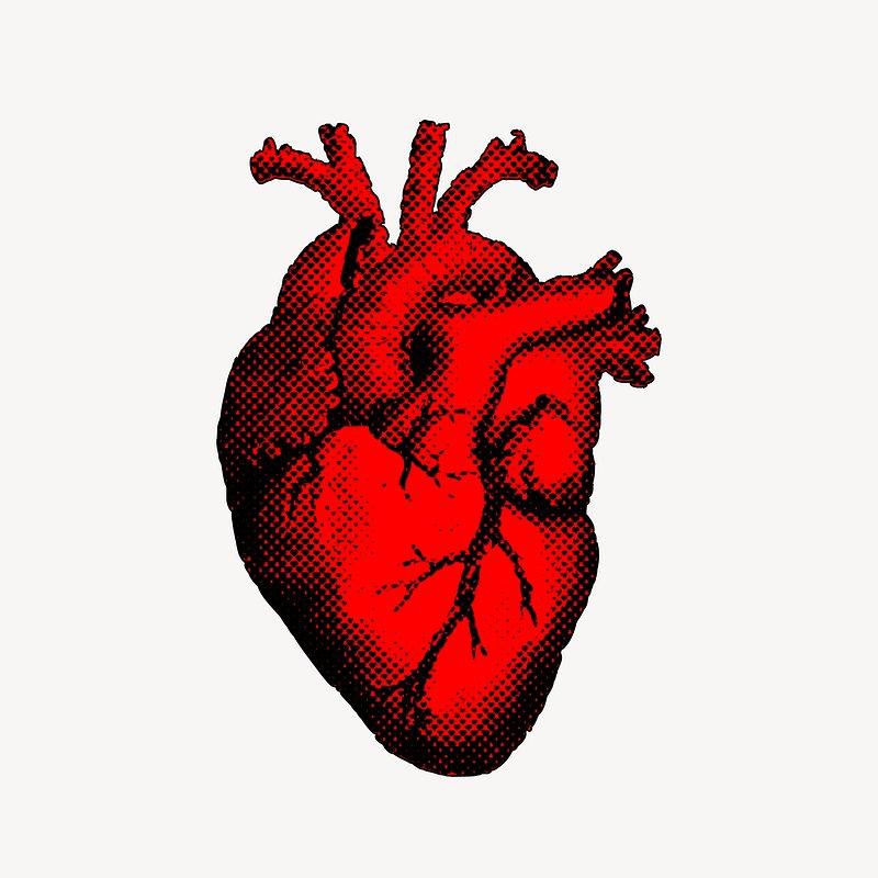 Hvorfor tror mange feilaktig at hjertet ⁤ligger på venstre side?