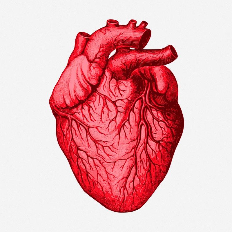 Anatomisk korrekt plassering av hjertet i⁢ kroppen